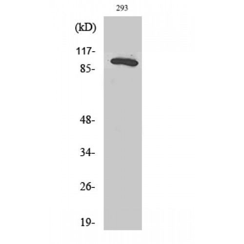 RAB3GAP1 Antibody - Western blot of Rab 3 GAP p130 antibody