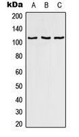 RAB3GAP1 Antibody - Western blot analysis of RAB3GAP1 expression in HeLa (A); SP2/0 (B); PC12 (C) whole cell lysates.
