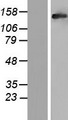 RAB3GAP2 / p150 Protein - Western validation with an anti-DDK antibody * L: Control HEK293 lysate R: Over-expression lysate