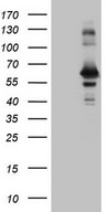RAB3IP / RABIN3 Antibody - HEK293T cells were transfected with the pCMV6-ENTRY control. (Left lane) or pCMV6-ENTRY RAB3IP. (Right lane) cDNA for 48 hrs and lysed
