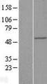 RAB3IP / RABIN3 Protein - Western validation with an anti-DDK antibody * L: Control HEK293 lysate R: Over-expression lysate