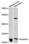 RAB40A / RAR2 Antibody - Western blot analysis of extracts of various cell lines, using RAB40A antibody at 1:3000 dilution. The secondary antibody used was an HRP Goat Anti-Rabbit IgG (H+L) at 1:10000 dilution. Lysates were loaded 25ug per lane and 3% nonfat dry milk in TBST was used for blocking. An ECL Kit was used for detection and the exposure time was 90s.