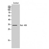 RAB40B Antibody - Western blot of Rab 40B antibody