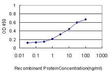 RAB43 Antibody - Detection limit for recombinant GST tagged RAB43 is approximately 0.1 ng/ml as a capture antibody.