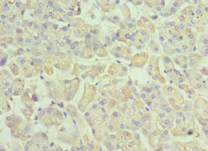 RAB4A / RAB4 Antibody - Immunohistochemistry of paraffin-embedded human pancreatic tissue using RAB4A Antibody at dilution of 1:100