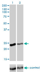 RAB4A / RAB4 Antibody - Western blot analysis of RAB4A over-expressed 293 cell line, cotransfected with RAB4A Validated Chimera RNAi (Lane 2) or non-transfected control (Lane 1). Blot probed with RAB4A monoclonal antibody (M01), clone 1C10 . GAPDH ( 36.1 kDa ) used as specificity and loading control.