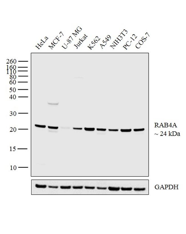RAB4A / RAB4 Antibody - Rab4 Antibody in Western Blot (WB)