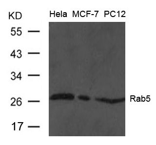 RAB5 Antibody - Western blot of extract from HeLa, MCF and PC12 cells using Rab5 Antibody