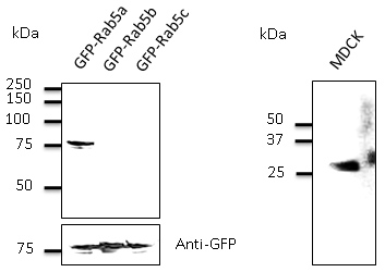 RAB5A / RAB5 Antibody - Western blot. Anti-Rab5a antibody at 1:500 dilution. 293 cells transfected with GFP-Rab5. Lysates at 50 ug per lane. Rabbit polyclonal to goat IgG (HRP) at 1:10000 dilution.