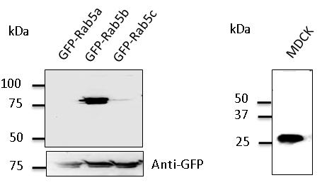 RAB5B Antibody - Western blot. Anti-Rab5b antibody at 1:500 dilution. 293 cells transfected with GFP-Rab5. Lysates at 50 ug per lane. Rabbit polyclonal to goat IgG (HRP) at 1:10000 dilution.