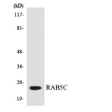 RAB5C Antibody - Western blot analysis of the lysates from 293 cells using RAB5C antibody.