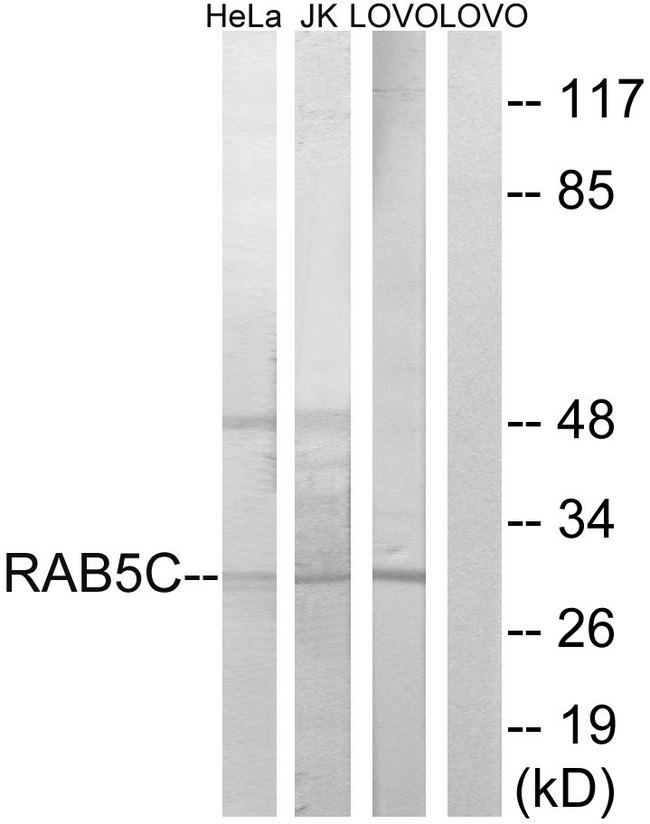 RAB5C Antibody - Western blot analysis of lysates from LOVO, HeLa, and Jurkat cells, using RAB5C Antibody. The lane on the right is blocked with the synthesized peptide.