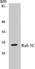 RAB5C Antibody - Western blot of Rab 5C (A153) pAb in extracts from HeLa cells.