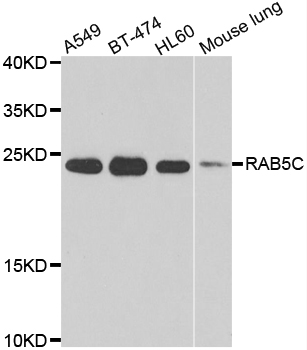 RAB5C Antibody - Western blot analysis of extracts of various cell lines.