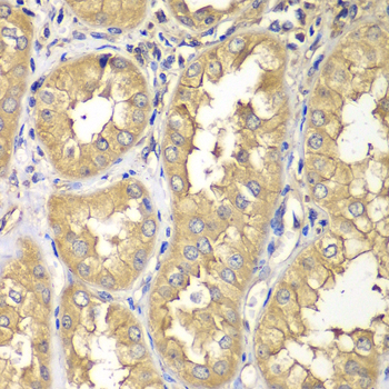 RAB5C Antibody - Immunohistochemistry of paraffin-embedded human kidney tissue.