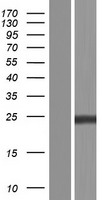 RAB5C Protein - Western validation with an anti-DDK antibody * L: Control HEK293 lysate R: Over-expression lysate