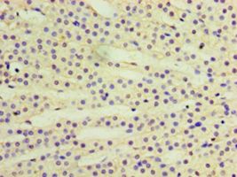 RAB6A / RAB6 Antibody - Immunohistochemistry of paraffin-embedded human adrenal gland using antibody at 1:100 dilution.  This image was taken for the unconjugated form of this product. Other forms have not been tested.