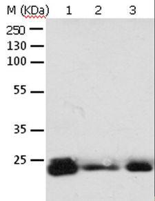 RAB6A / RAB6 Antibody - Western blot analysis of 293T cell and mouse brain tissue, A549, HeLa, A172 and HT-29 cell, using RAB6A Polyclonal Antibody at dilution of 1:650.