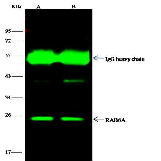 RAB6A / RAB6 Antibody - RAB6A was immunoprecipitated using: Lane A: 0.5 mg 293T Whole Cell Lysate. Lane B: 0.5 mg HL-60 Whole Cell Lysate. 4 uL anti-RAB6A rabbit polyclonal antibody and 15 ul of 50% Protein G agarose. Primary antibody: Anti-RAB6A rabbit polyclonal antibody, at 1:100 dilution. Secondary antibody: Dylight 800-labeled antibody to rabbit IgG (H+L), at 1:5000 dilution. Developed using the odssey technique. Performed under reducing conditions. Predicted band size: 24 kDa. Observed band size: 24 kDa.