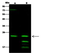 RAB6A / RAB6 Antibody - Anti-RAB6A rabbit polyclonal antibody at 1:500 dilution. Lane A: NCI-H1299 Whole Cell Lysate. Lane B: HL60 Whole Cell Lysate. Lysates/proteins at 30 ug per lane. Secondary: Goat Anti-Rabbit IgG H&L (Dylight 800) at 1/10000 dilution. Developed using the Odyssey technique. Performed under reducing conditions. Predicted band size: 24 kDa. Observed band size: 24 kDa. (We are unsure as to the identity of these extra bands.)