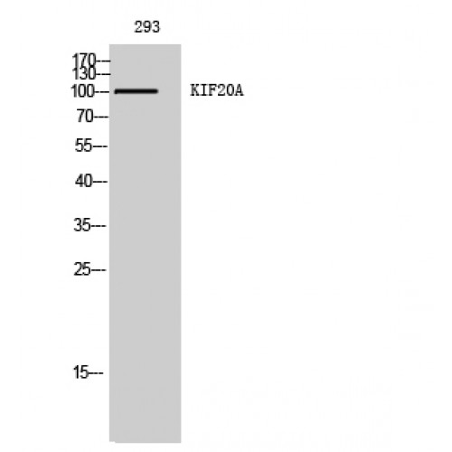 RAB6KIFL / KIF20A Antibody - Western blot of KIF20A antibody