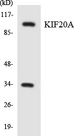 RAB6KIFL / KIF20A Antibody - Western blot analysis of the lysates from HepG2 cells using KIF20A antibody.