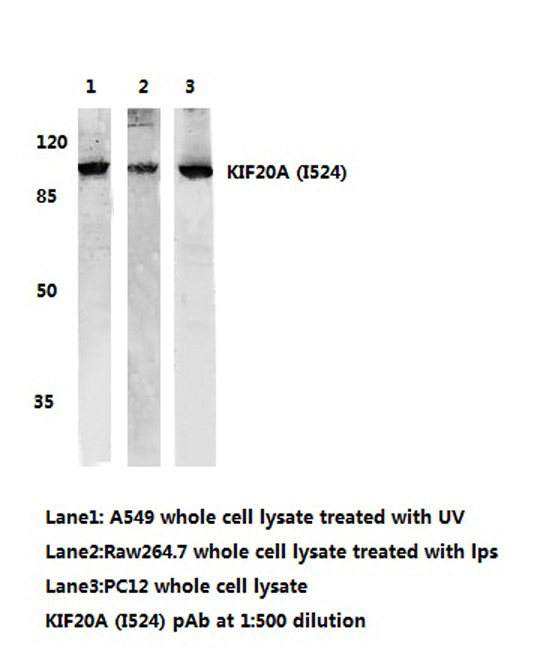 RAB6KIFL / KIF20A Antibody - Western blot.