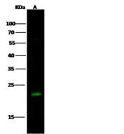 RAB7A / RAB7 Antibody - Anti-RAB7A rabbit polyclonal antibody at 1:500 dilution. Lane A: A431 Whole Cell Lysate. Lysates/proteins at 30 ug per lane. Secondary: Goat Anti-Rabbit IgG H&L (Dylight 800) at 1/10000 dilution. Developed using the Odyssey technique. Performed under reducing conditions. Predicted band size: 23 kDa. Observed band size: 23 kDa.