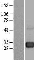 RAB7A / RAB7 Protein - Western validation with an anti-DDK antibody * L: Control HEK293 lysate R: Over-expression lysate