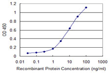 RAB7B Antibody - Detection limit for recombinant GST tagged RAB7B is 0.1 ng/ml as a capture antibody.