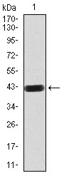 RAB8A / RAB8 Antibody - Western blot analysis using Rab8 mAb against human Rab8 (AA: 68-207) recombinant protein. (Expected MW is 42 kDa)