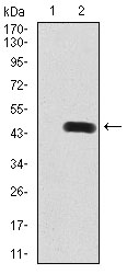 RAB8A / RAB8 Antibody - Western blot analysis using Rab8 mAb against HEK293 (1) and Rab8 (AA: 68-207)-hIgGFc transfected HEK293 (2) cell lysate.