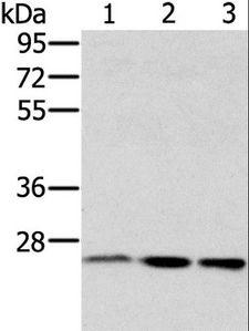 RAB8A / RAB8 Antibody - Western blot analysis of HeLa, hepg2 and Raw264.7 cell, using RAB8A Polyclonal Antibody at dilution of 1:650.