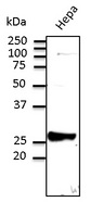 RAB9A / RAB9 Antibody - Western blot. Anti-Rab9 antibody at 1:500 dilution. Hepa cell line lysates at 100 ug per lane. Rabbit polyclonal to goat IgG (HRP) at 1:10000 dilution.
