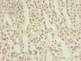 RAB9A / RAB9 Antibody - Immunohistochemistry of paraffin-embedded human adrenal gland tissue at dilution 1:100