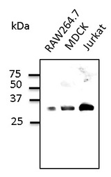 RAB9B Antibody - Western blot. Anti-Rab9b antibody at 1:500 dilution. Lysates at 100 ug per lane. Rabbit polyclonal to goat IgG (HRP) at 1:10000 dilution.