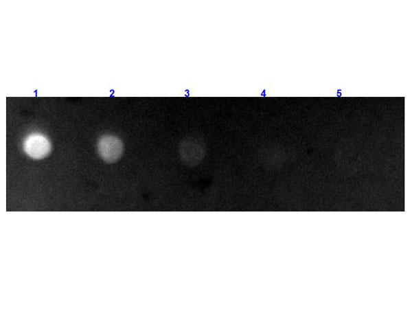 Bovine IgG Antibody - Dot Blot results of Rabbit Anti-Bovine IgG Antibody Fluorescein Conjugated. Dots are Bovine IgG at (1) 100ng, (2) 33.3ng, (3) 11.1ng, (4) 3.70ng, (5) 1.23ng. Primary Antibody: none. Secondary Antibody: Rabbit Anti-Bovine IgG Antibody Fluorescein at 1µg/mL for 1hr at RT.