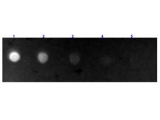 Bovine IgG Antibody - Dot Blot results of Rabbit Anti-Bovine IgG Antibody Fluorescein Conjugated. Dots are Bovine IgG at (1) 100ng, (2) 33.3ng, (3) 11.1ng, (4) 3.70ng, (5) 1.23ng. Primary Antibody: none. Secondary Antibody: Rabbit Anti-Bovine IgG Antibody Fluorescein at 1µg/mL for 1hr at RT.