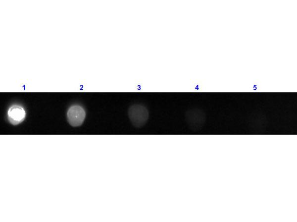 Bovine IgG Antibody - Dot Blot results of Rabbit F(ab')2 Anti-Bovine IgG Antibody Fluorescein Conjugated. Dots are Bovine IgG at (1) 100ng, (2) 33.3ng, (3) 11.1ng, (4) 3.70ng, (5) 1.23ng. Primary Antibody: Rabbit F(ab')2 Anti-Bovine IgG Antibody FITC at 1µg/mL for 1hr at RT. Secondary Antibody: none.