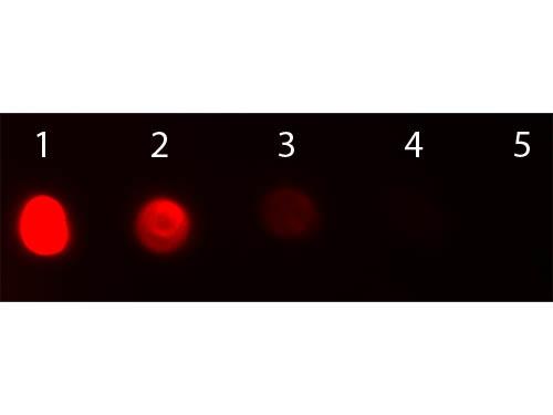 Bovine IgG Antibody - Dot Blot of Rabbit anti-Fab2 Bovine IgG Antibody Texas Red Conjugated. Antigen: Bovine IgG. Load: Lane 1 - 200 ng Lane 2 - 66.7 ng Lane 3 - 22.2 ng Lane 4 - 7.41 ng Lane 5 - 2.47 ng. Primary antibody: n/a. Secondary antibody: Rabbit anti-Fab2 Bovine IgG Antibody Texas Red Conjugated at 1:1,000 for 60 min at RT.