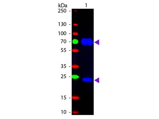 Chicken IgY Antibody - Western Blot of Fluorescein conjugated Rabbit Fab Anti-Chicken IgG secondary antibody. Lane 1: Chicken IgG. Lane 2: None. Load: 50 ng per lane. Primary antibody: None. Secondary antibody: Fluorescein rabbit secondary antibody at 1:1,000 for 60 min at RT. Predicted/Observed size: 25 & 72 kDa, 25 & 72 kDa for Chicken IgG. Other band(s): None.