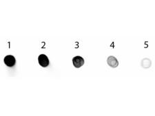 Dog IgG Fc Antibody - Dot Blot of Rabbit anti-Dog IgG Fc Antibody Alkaline Phosphatase Conjugated. Antigen: Dog IgG. Load: Lane 1 - 200 ng Lane 2 - 66.7 ng Lane 3 - 22.2 ng Lane 4 - 7.41 ng Lane 5 - 2.47 ng. Primary antibody: n/a. Secondary antibody: Rabbit anti-Dog IgG Fc Antibody Alkaline Phosphatase Conjugated at 1:1,000 for 1 HR at RT.