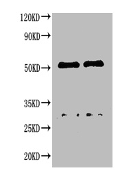 Dog IgG Antibody - Western blot All lanes : Canine IgG antibody at 2ug/ml Lane 1 : Canine IgG protein 70ng Lane 2 : Canine IgG protein 50ng Secondary Goat polyclonal to Rabbit IgG at 1/50000 dilution