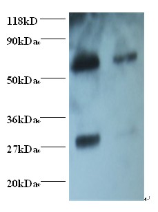 Goat IgG Fab Antibody - Western blot of Goat IgG Fab fragment antibody at 2 ug/ml + Goat serum. Lane 1: Goat serum at 1:100. Lane 2: Goat serum at 1:1000. Secondary: Goat polyclonal to Rabbit IgG at 1:15000 dilution. . This image was taken for the unconjugated form of this product. Other forms have not been tested.