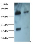 Goat IgG Fab Antibody - Western blot of Goat IgG Fab fragment antibody at 2 ug/ml + Goat serum. Lane 1: Goat serum at 1:100. Lane 2: Goat serum at 1:1000. Secondary: Goat polyclonal to Rabbit IgG at 1:15000 dilution. . This image was taken for the unconjugated form of this product. Other forms have not been tested.