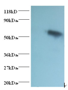 Goat IgG Fc Antibody - Western blot of Goat IgG Fc fragment antibody at 2 ug/ml + Goat serum. Lane 1: Goat serum at 1:1000. Lane 2: Goat serum at 1:100. Secondary: Goat polyclonal to Rabbit IgG at 1:15000 dilution.  This image was taken for the unconjugated form of this product. Other forms have not been tested.
