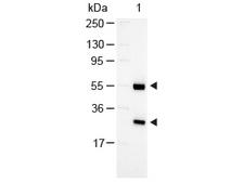 Goat IgG Antibody - GOAT IgG (H&L) Antibody Alkaline Phosphatase Conjugated Western Blot. Western Blot of Rabbit anti-Goat Antibody Alkaline Phosphatase Conjugated Lane 1: Goat IgG Load: 100 ng per lane Secondary antibody: Alkaline Phosphatase Conjugated Rabbit Anti-Goat Antibody at 1:1000 for 60 min at RT Block: MB-070 30 min RT Predicted/Observed size: 55 and 28 kD, 55 and 28 kD. This image was taken for the unconjugated form of this product. Other forms have not been tested.