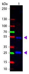 Goat IgG Antibody - Western Blot of Rabbit anti-Goat IgG Atto488 Conjugated Antibody. Lane 1: Goat IgG. Lane 2: None. Load: 50 ng per lane. Primary antibody: None. Secondary antibody: Atto488 rabbit secondary antibody at 1:1000 for 60 min at RT. Block: MB-070 for 30 min at RT. Predicted/Observed size: 28 & 55 kDa, 28 & 55 kDa for Goat IgG. Other band(s): None. This image was taken for the unconjugated form of this product. Other forms have not been tested.