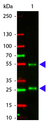 Goat IgG Antibody - Western Blot of Atto 550 conjugated Rabbit anti-Goat IgG antibody. Lane 1: Goat IgG. Lane 2: none. Load: 50 ng per lane. Primary antibody: none. Secondary antibody: Atto 550 rabbit secondary antibody at 1:1,000 for 60 min at RT. Block: MB-070 for 30 min at RT. Predicted/Observed size: 55 kDa, 28 kDa for Goat IgG. Other band(s): none.