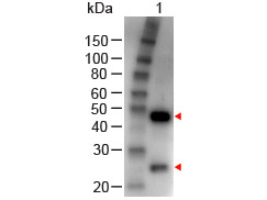Goat IgG Antibody - Western Blot - GOAT IgG (H&L) Antibody Peroxidase Conjugated. Western Blot of Rabbit anti-GOAT IgG (H&L) Antibody Peroxidase Conjugated Lane 1: Goat IgG Load: 100 ng per lane Secondary antibody: GOAT IgG (H&L) Antibody Peroxidase Conjugated at 1:1000 for 60 min at RT Block: MB-070 for 30 min at RT. This image was taken for the unconjugated form of this product. Other forms have not been tested.